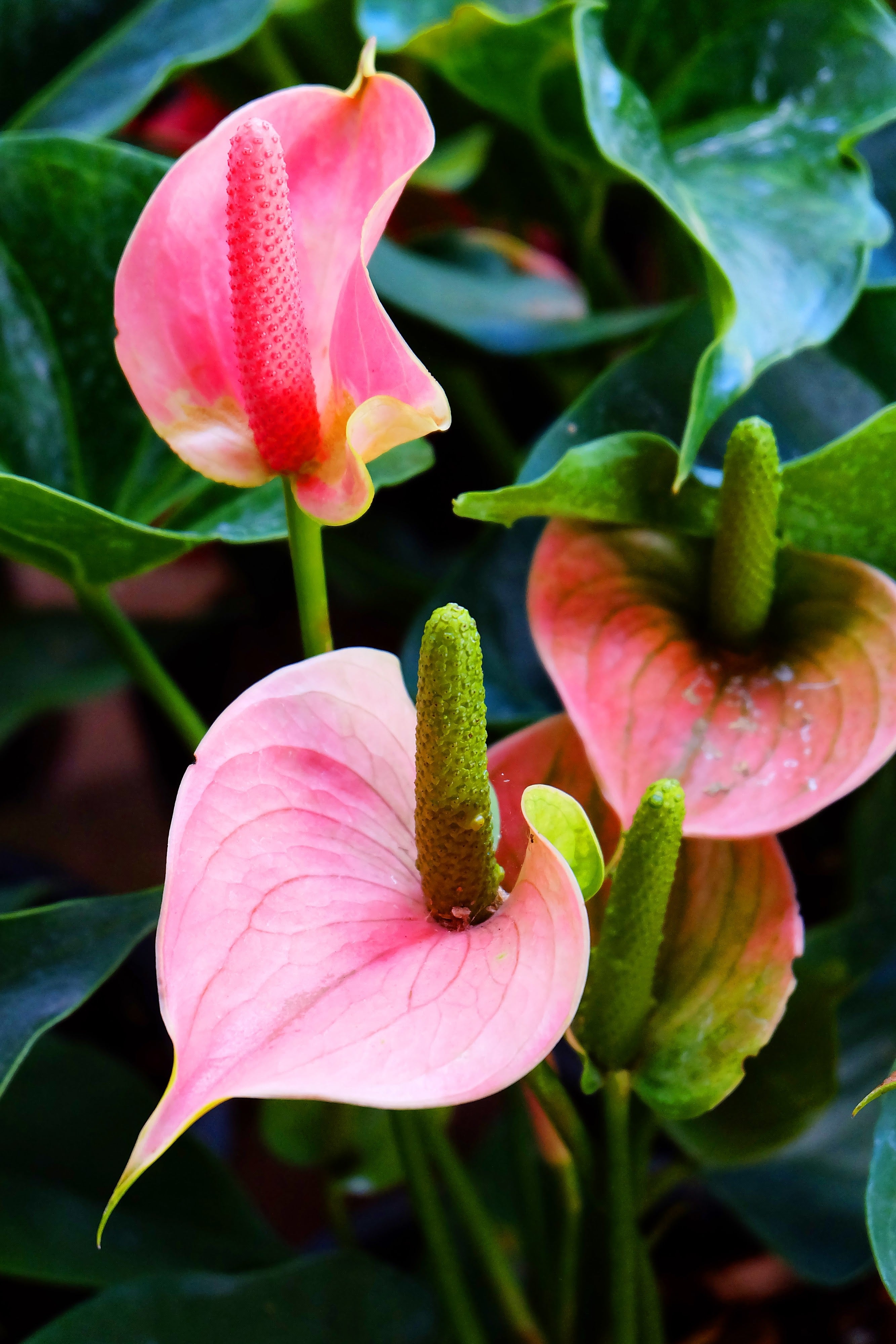 Anthurium