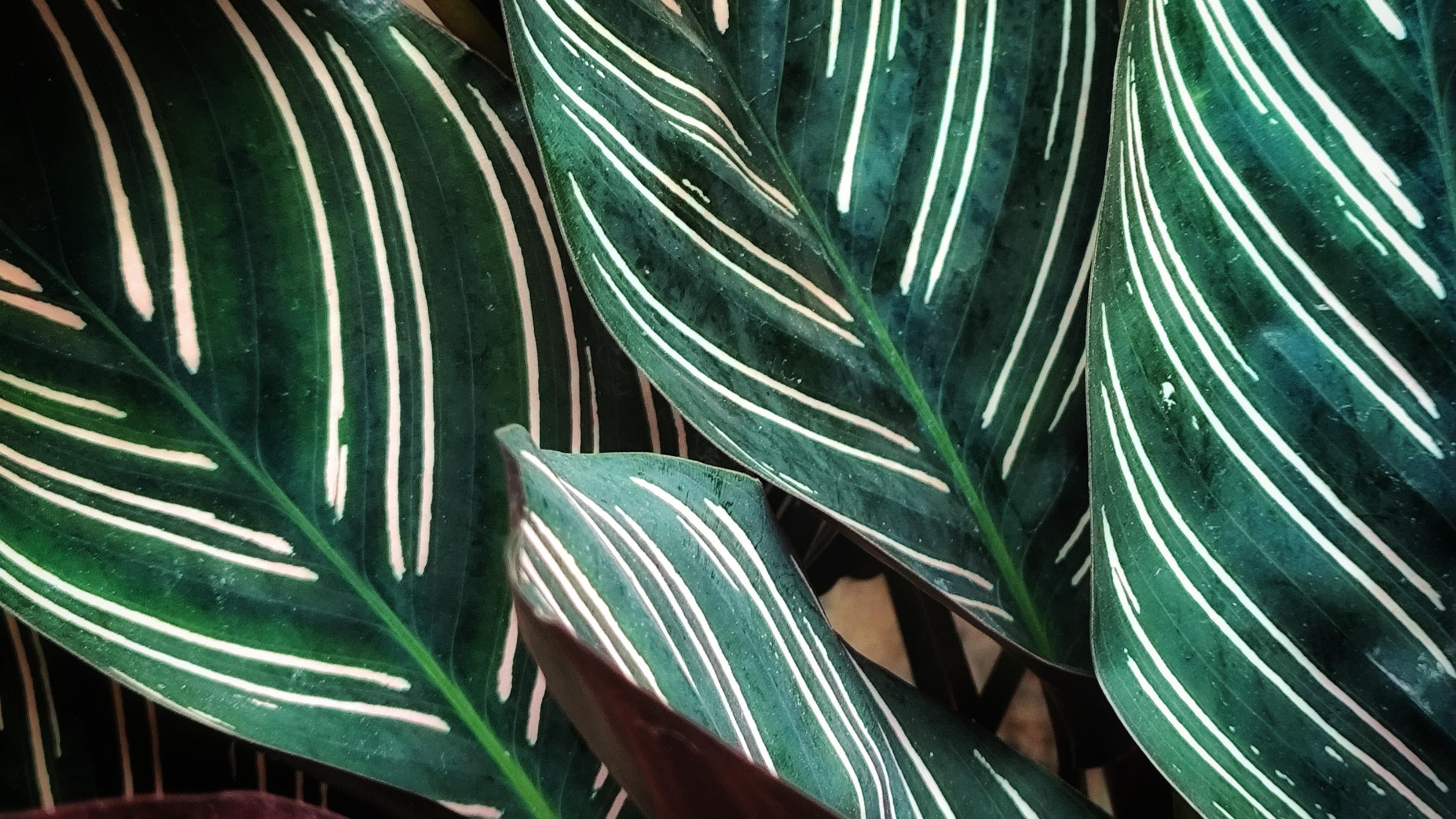 Calathea