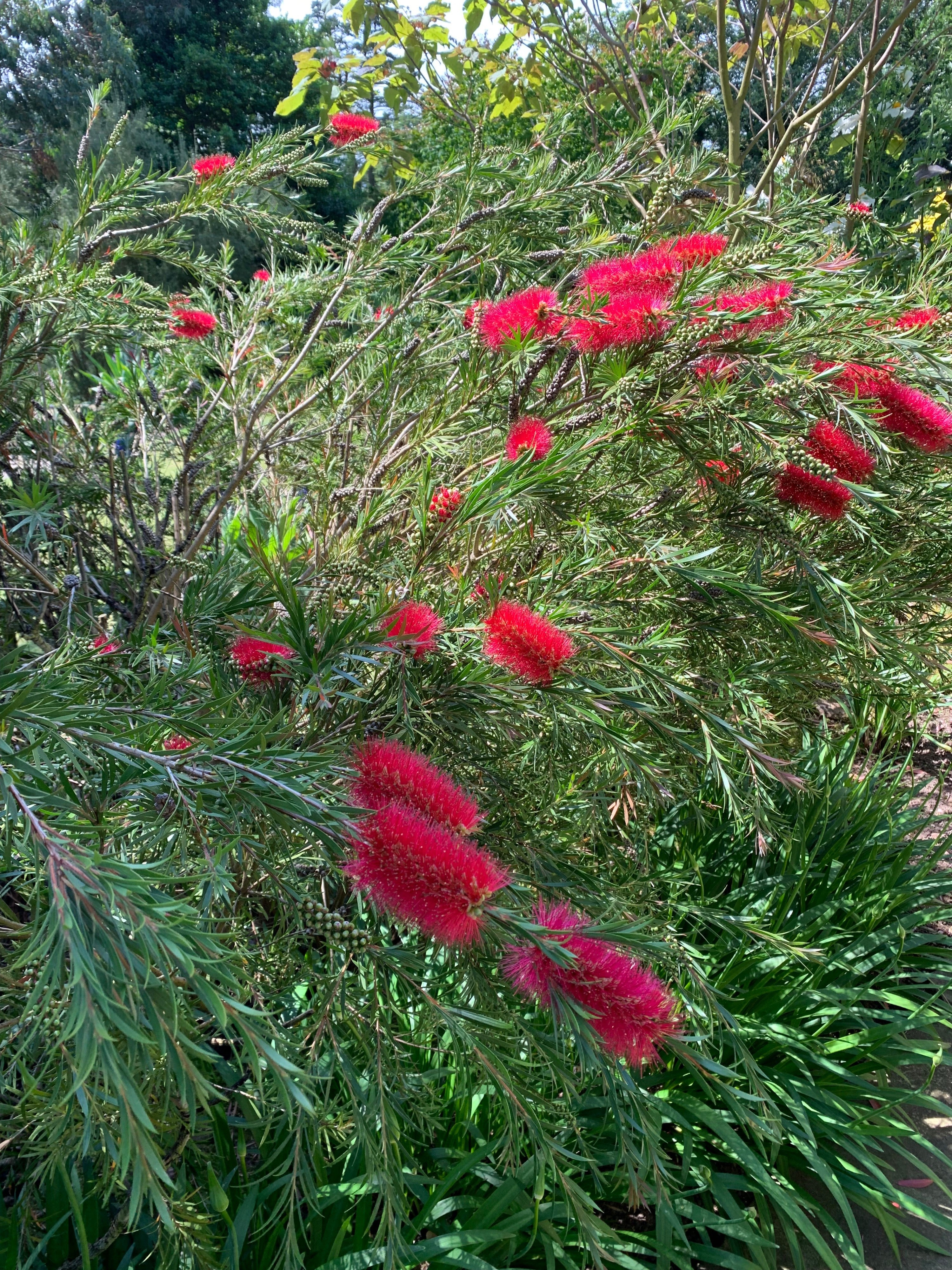 Callistemon
