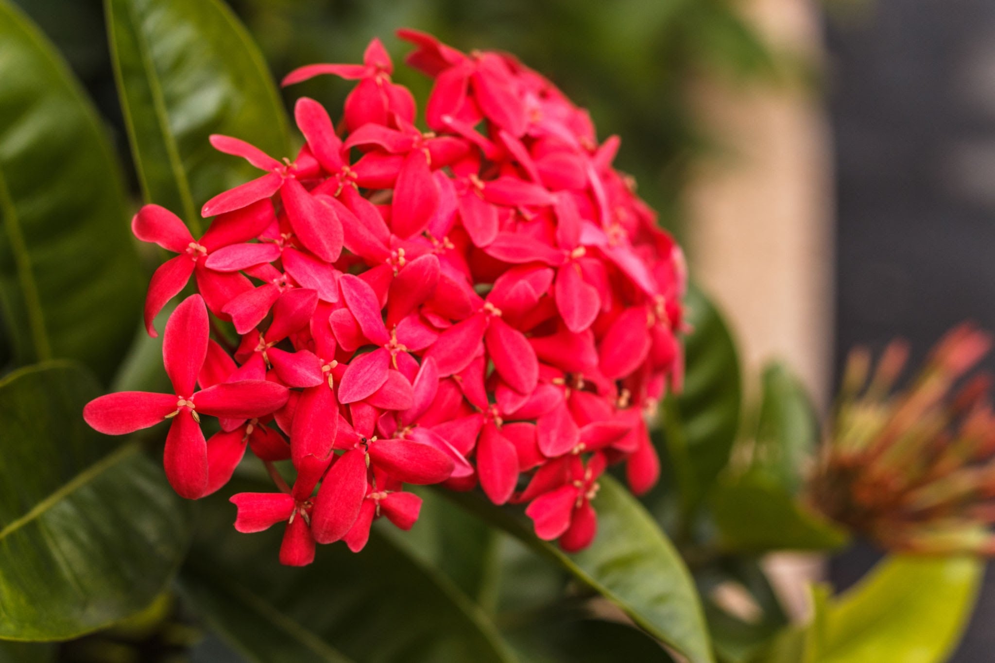 Ixora