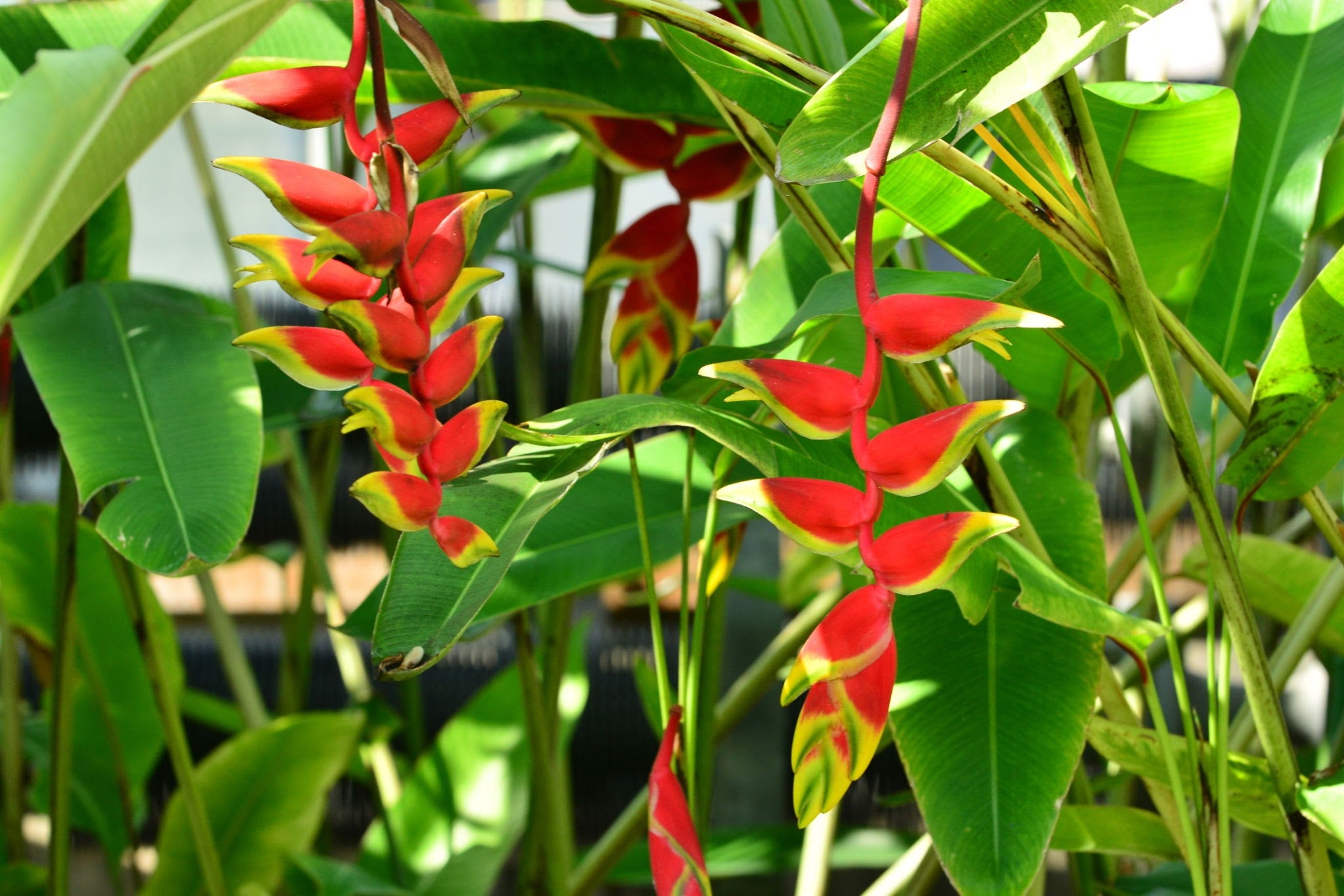 Heliconia
