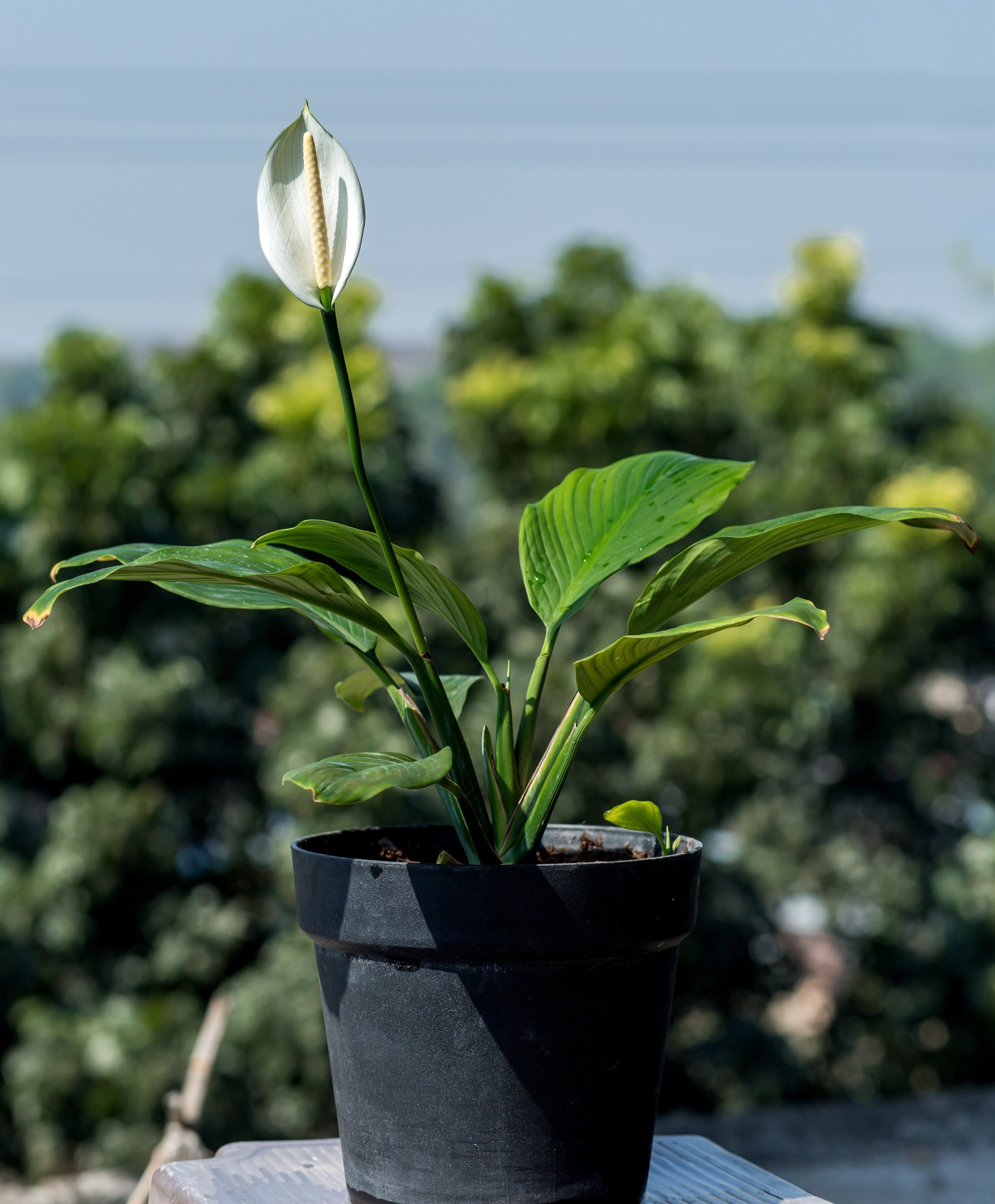 peace lily