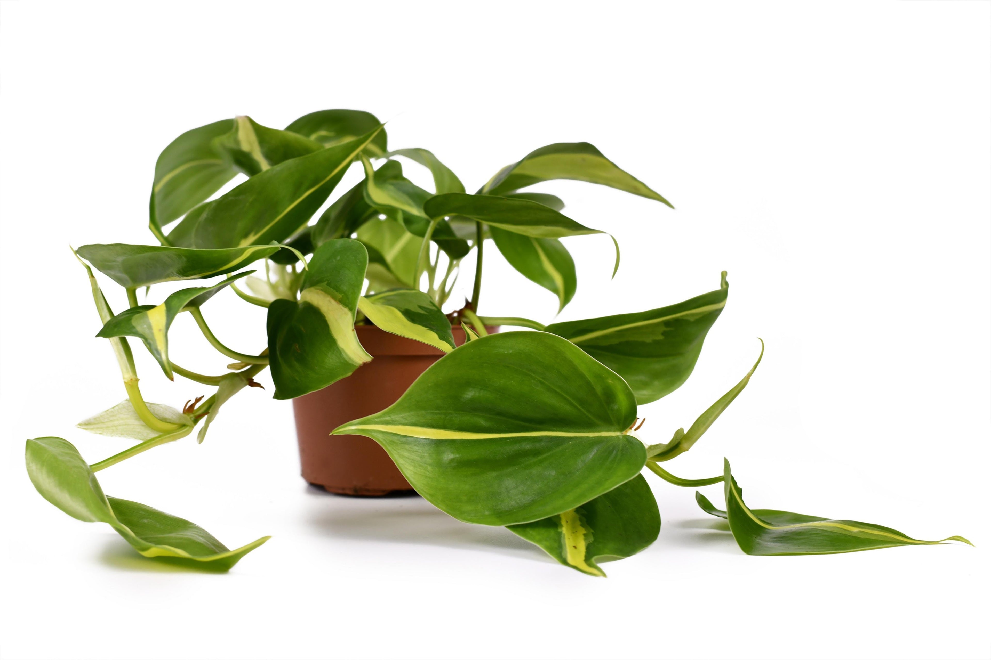 Philodendron (Heartleaf)