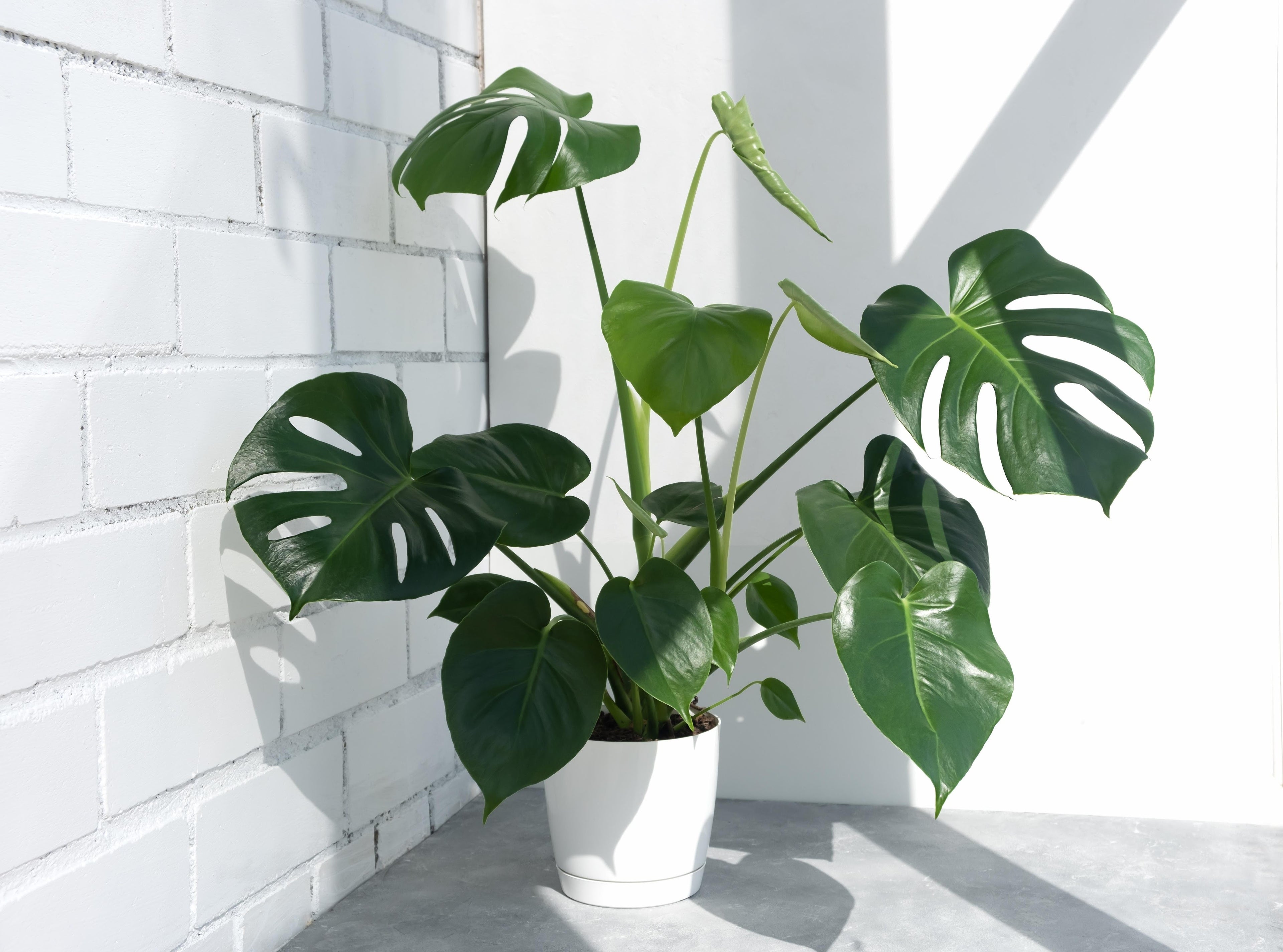 Philodendron tree